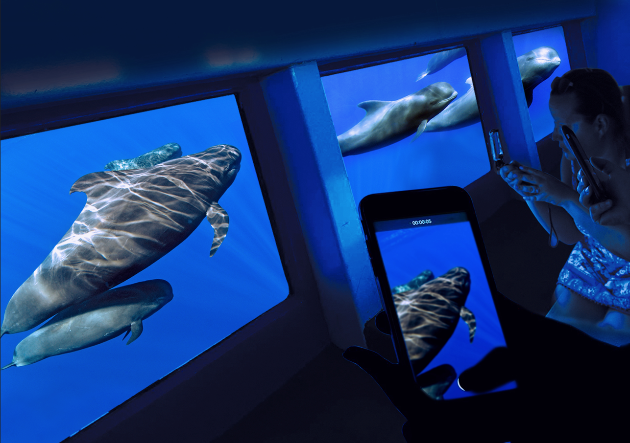 Royal Delfin Tenerife